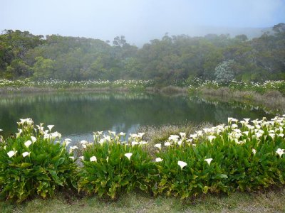 Randonn&eacute;e Piton de l'eau 2007
