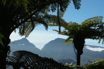 Foug&egrave;res arborescentes