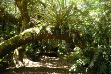 La for&ecirc;t primaire