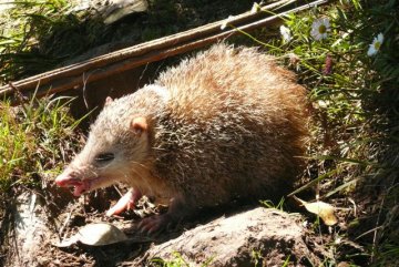 le tangue (nom scientifique = Tenrec ecaudatus) import&eacute; de Madagascar au XVII&deg; si&egrave;cle