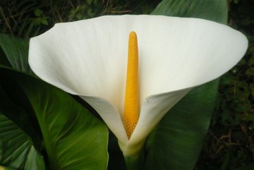 Arum &agrave; B&eacute;louve