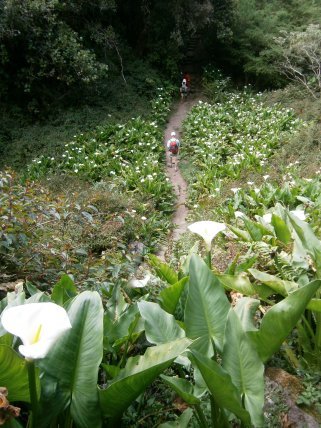 Les arums en quittant Hell-Bourg