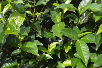 Labyrinthe en champ th&eacute;