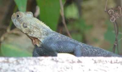 Agame des colons femelle