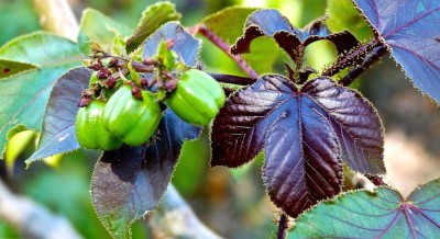 M&eacute;decinier (pourgh&egrave;re rugueuse)