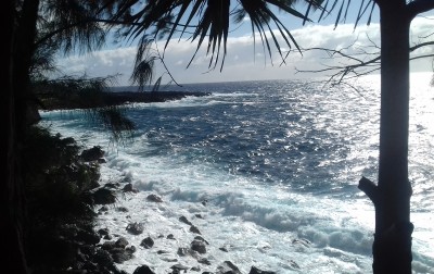 Agame des colons femelle