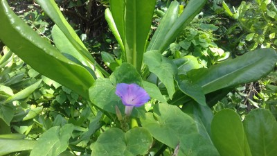 Grand gecko vert Malgache