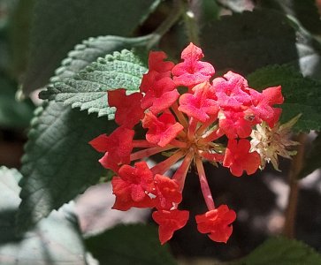 lantana