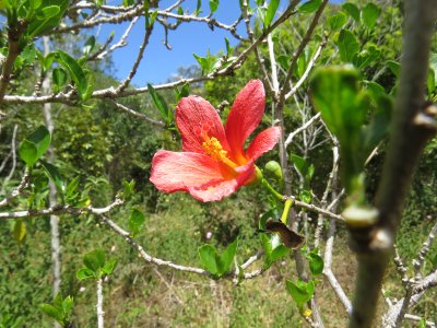 hibiscus boryanus ? (vari&eacute;t&eacute; end&eacute;mique)