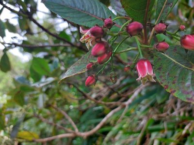 bois de Laurent Martin
