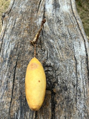 hibiscus boryanus ? (vari&eacute;t&eacute; end&eacute;mique)